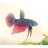 Betta Selvagem Smaragdina Trio