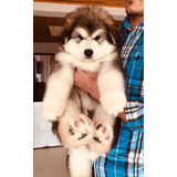 Ejemplares Alaskan Malamute