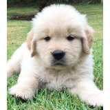 Cachorros Golden Retriever Dulce  Ladriditoss