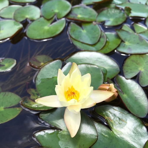 Nymphaea Sp.  Pygmaea Hevola 