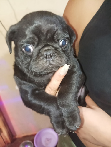 Hola Tengo 2 Cachorritos Pug, Son 2 Machitos Negros