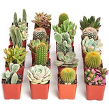 3 Plantas Suculentas Y Cactus 