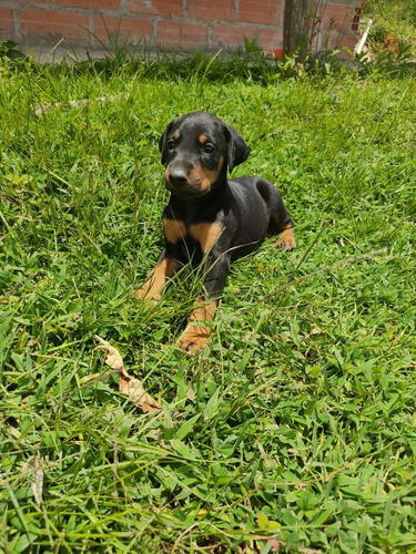 Dobermans En Venta Medellin Bogota