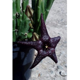 Stapelia Baylissii (favor Ler O Anúncio)