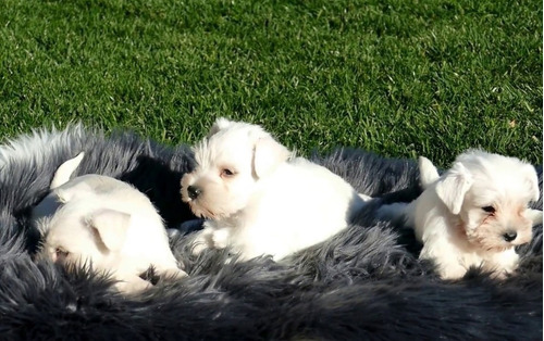 Schnauzer Mini Macho Blanco Día De La Familia Lidia Sico