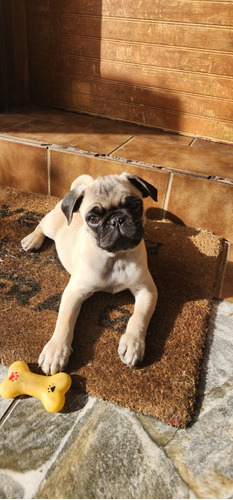 Ultimo Cachorro Pug Disponible, Listo Para Entrega