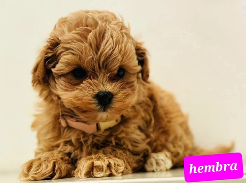  Maltipoo Mini Cachorros  Hembras