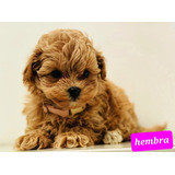  Maltipoo Mini Cachorros  Hembras