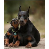 Cachorros Doberman Brutales En Córdoba. Envios