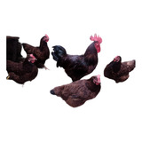 Ovos Galados Rhode Island Red (promoção)