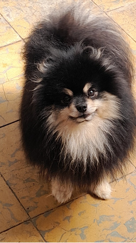 Pomerania Macho  Black And Tan 9 Meses Razaspeques 