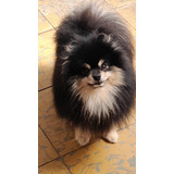 Pomerania Macho  Black And Tan 9 Meses Vea Edad  