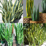 Qauzuy Garden 100 Plantas De Serpiente (sansevieria/lengua D