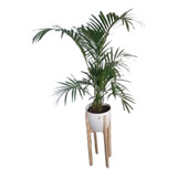 Palmera Areca + Maceta Premium N27 + Pie Nórdico 70cm