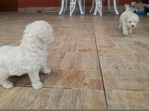 Hermosos Bebecitos Poodle Toy 