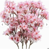 Cerezo Japones Planta Flor Rosa Somei Yoshino 1.40 M Hermosa