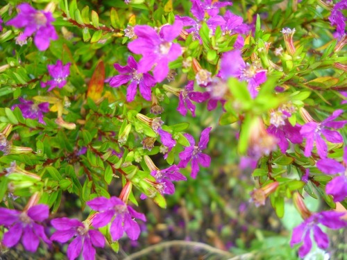 100 Sementes De Flor Falsa Erica