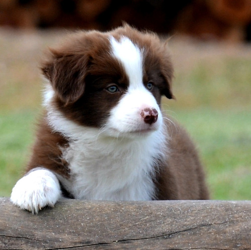 Border Collie