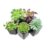 Las Plantas Suculentas (5 Pack), Totalmente Enraizados En La