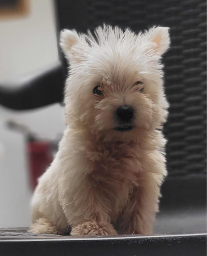 West Highland White Terrier