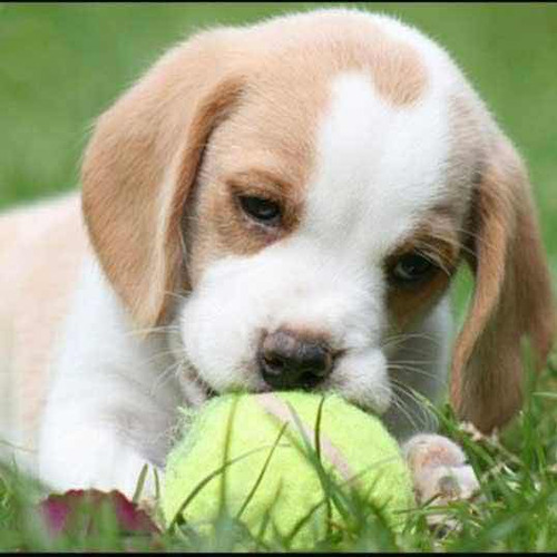 Beagle