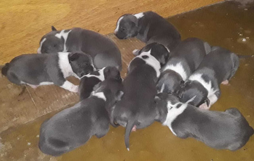 American Pitbull Terrier (blue)