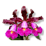 Orquídea Cattleya Schilleriana Hibrida Adulta Já Florindo 