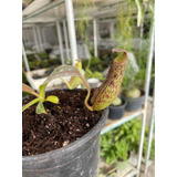 Nepenthes Fusca X Máxima Jumbo / Vitroplant