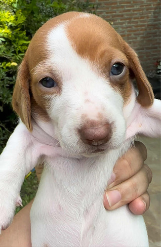 Cachorros Hembra Y Machos De Salchichas Pielbald