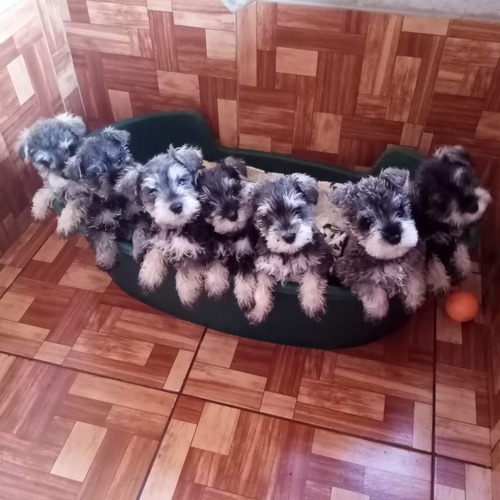 Schnauzer Miniatura Padres Inscritos