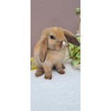 Mini Lop Uruguaio Macho Com 50 Dias 