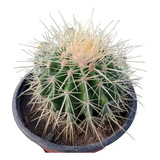 Cactus De Colección En Maceta N°12
