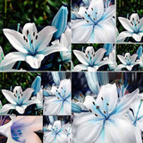 20 Semillas De Flor De Lirio Azul