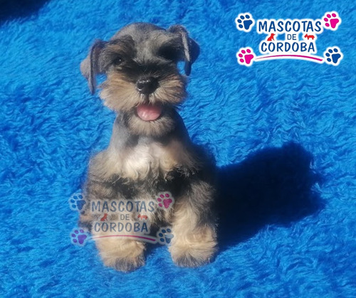 Venta De Cachorros Schnauzer En Xalapa Veracruz