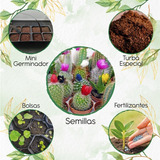 60 Semillas Cactus Diferentes Especies Y Kit Germinación