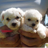 Cachorros Poodle Mini Toy Con Vacunas Bellos