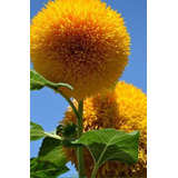 Semillas Flores Girasol Doble Gigante California 10 Pz. Rem 