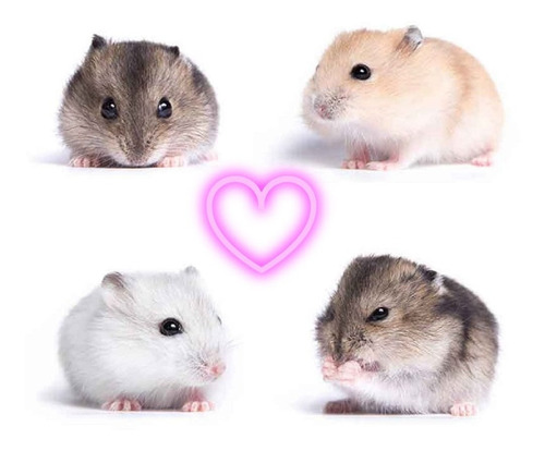 Hamsters Rusos Bebes