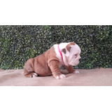 Cachorros Bulldog Inglés