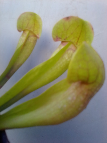 Sarracenia Hibrida De Psittacina Adulta  Planta Carnivora