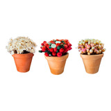Trio Mini Vasos De Flores Naturais Secas Artesanal Decoração