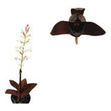 Kit  Orquidea Ludisia Pipoca + Orquídea Negra Planta Exotica