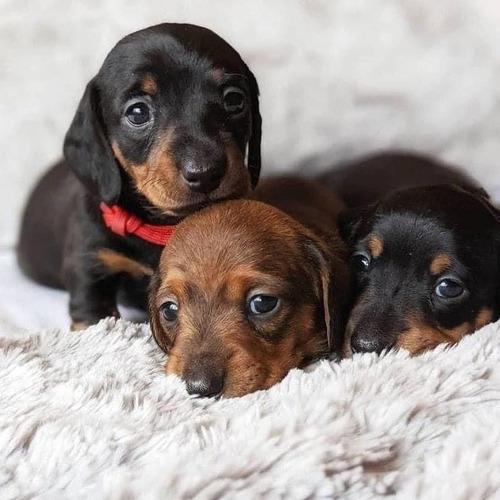 Cachorros Salchichas Mini Últimos!