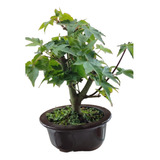 Bonsai Acer Palmatum Vaso De Plástico Fácil De Cuidar  