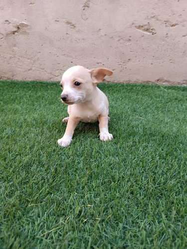 Perro Chihuahua Macho 