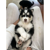 Cachorros Husky Desparasitados, En Venta