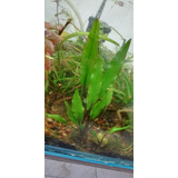 Cryptocoryne Lutea -  Plantas Acuáticas - Acuario Plantado