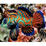 Peixe Marinho Mandarin Red