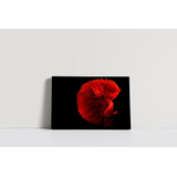 Cuadro Pez Betta Rojo 80x120cm Lienzo - Canvas