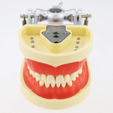 Modelo Dental Tipo Frasaco Nuevo Encía Suave 32 Dientes